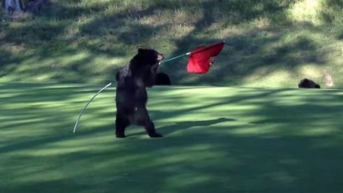 Táncoló medve a golfpályán!