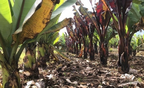 Az Etiópiában termő „hamis banán&quot; lehet az új szuperélelmiszer