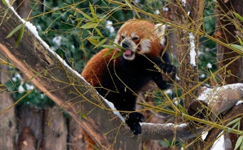 Kína ízeit és a medvék világát mutatják be a Fővárosi Állatkertben a hétvégén