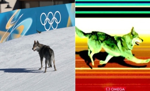 A téli olimpia új sztárja: Nazgul, a csehszlovák farkaskutya